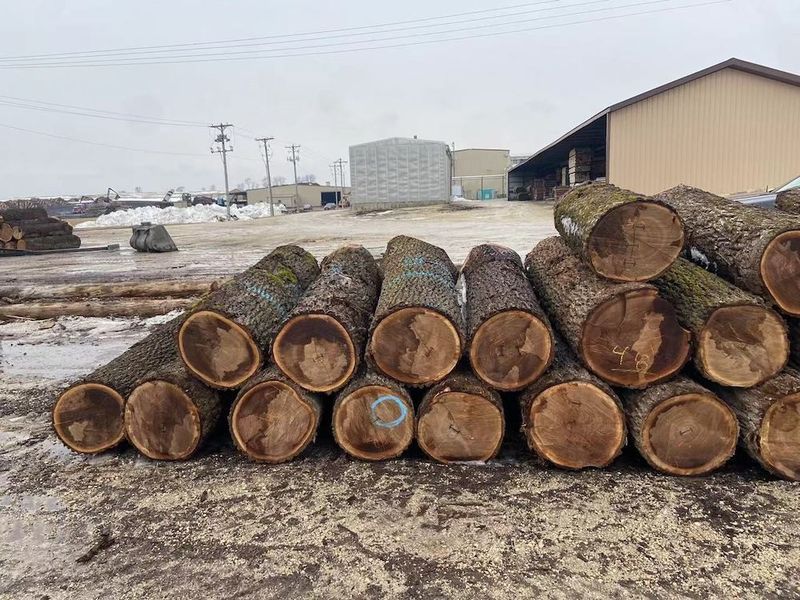 China Dongguan Yinghui Wood Industry Co., Ltd. company profile